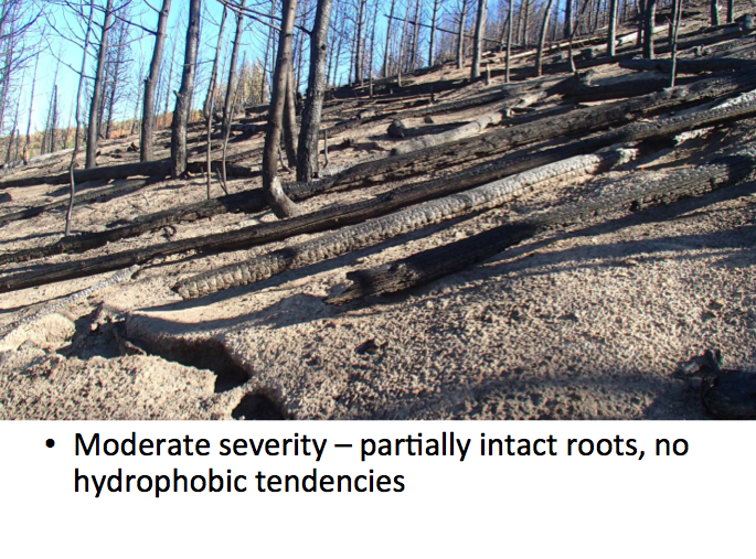 USDA FOREST SERVICE PHOTO