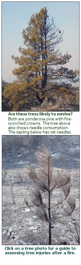 Assessing tree injuries after a wildfire