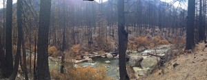 Wolverine burn area, Entiat River           