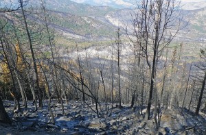 Black Canyon burn area                     