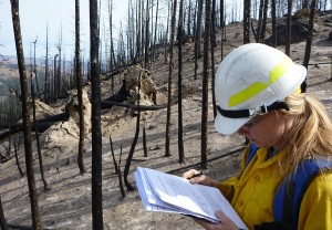 BAER team member assessing soil burn severity in Black Canyon burn area                       