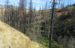 Black Canyon burn area                      