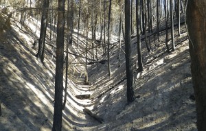 Burned gully in Black Canyon                      