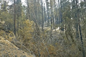 Low burn severity Black Canyon Fire            