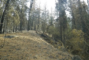 Low burn severity Black Canyon Fire          
