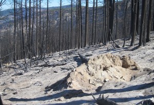 Black Canyon burn area                          